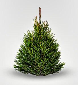 Norway Spruce