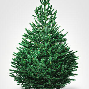 Nordmann Fir Premium