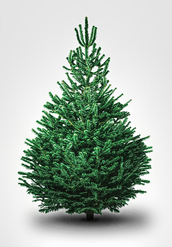 Nordmann Fir Premium