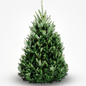 Fraser Fir