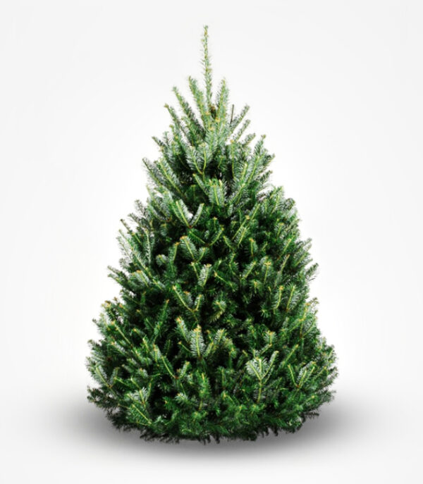 Fraser Fir