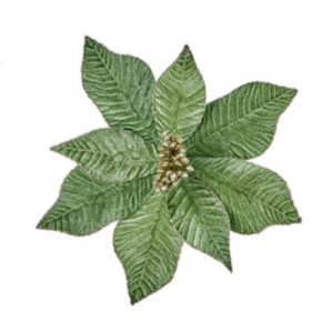 Sage Velvet Poinsettia